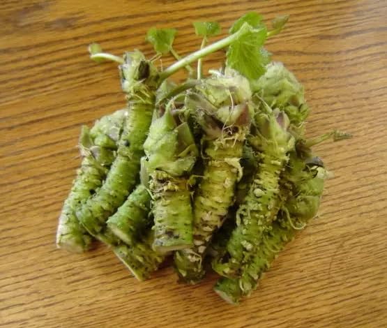 Amazon.com : 5 Japanese Wasabi Root Seeds for Planting
